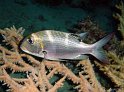 DSC08824 - 050327 - Mikauwa - Poisson empereur